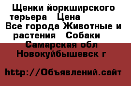 Щенки йоркширского терьера › Цена ­ 20 000 - Все города Животные и растения » Собаки   . Самарская обл.,Новокуйбышевск г.